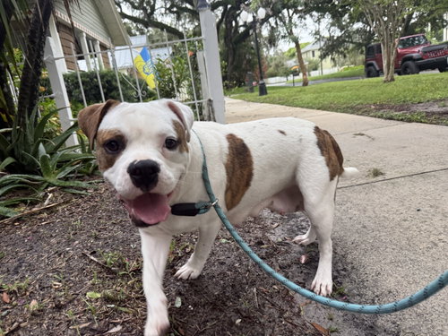 Poppy, an adoptable dog