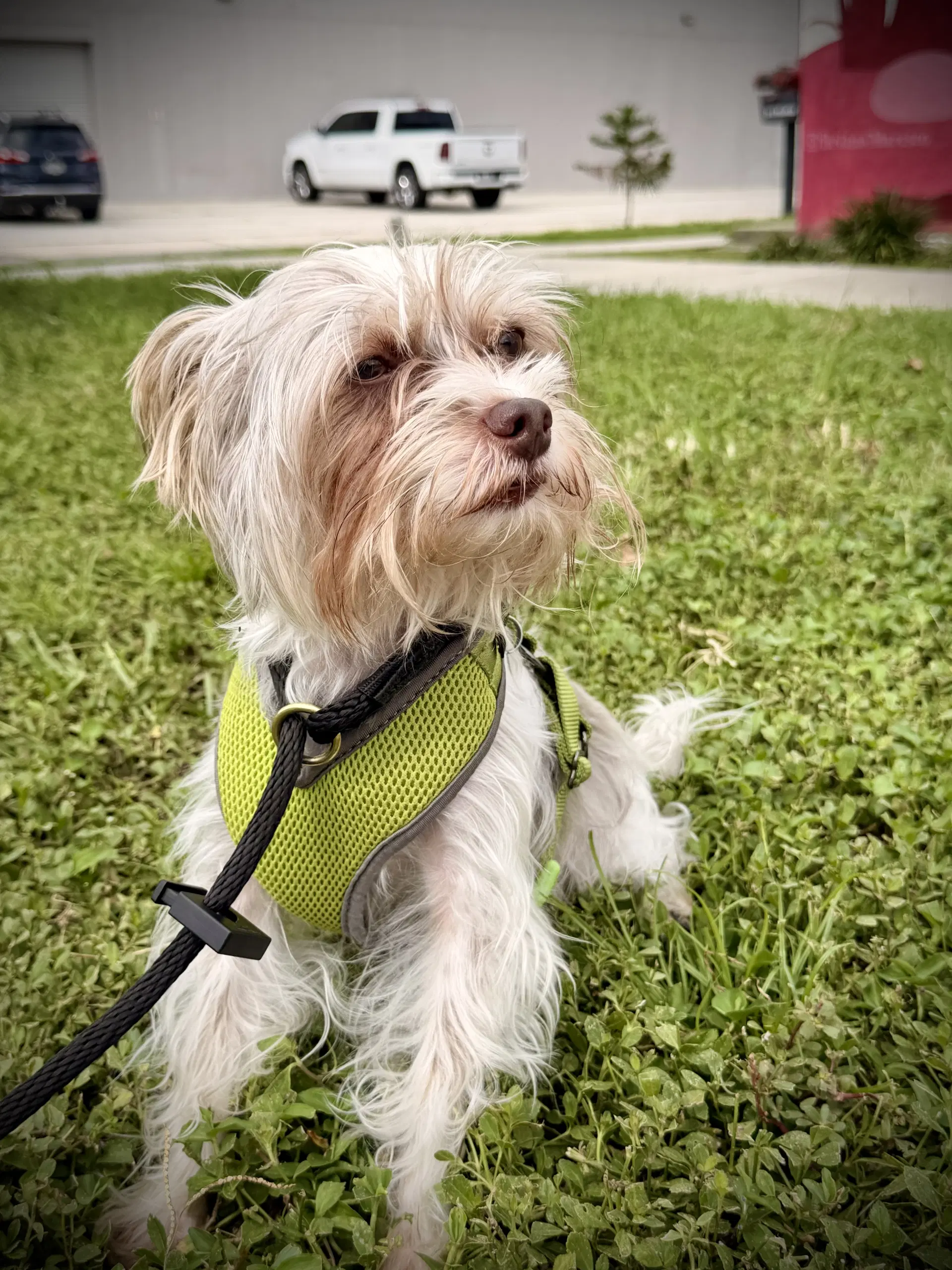 Link Fh - Yorkshire Terrier Yorkie