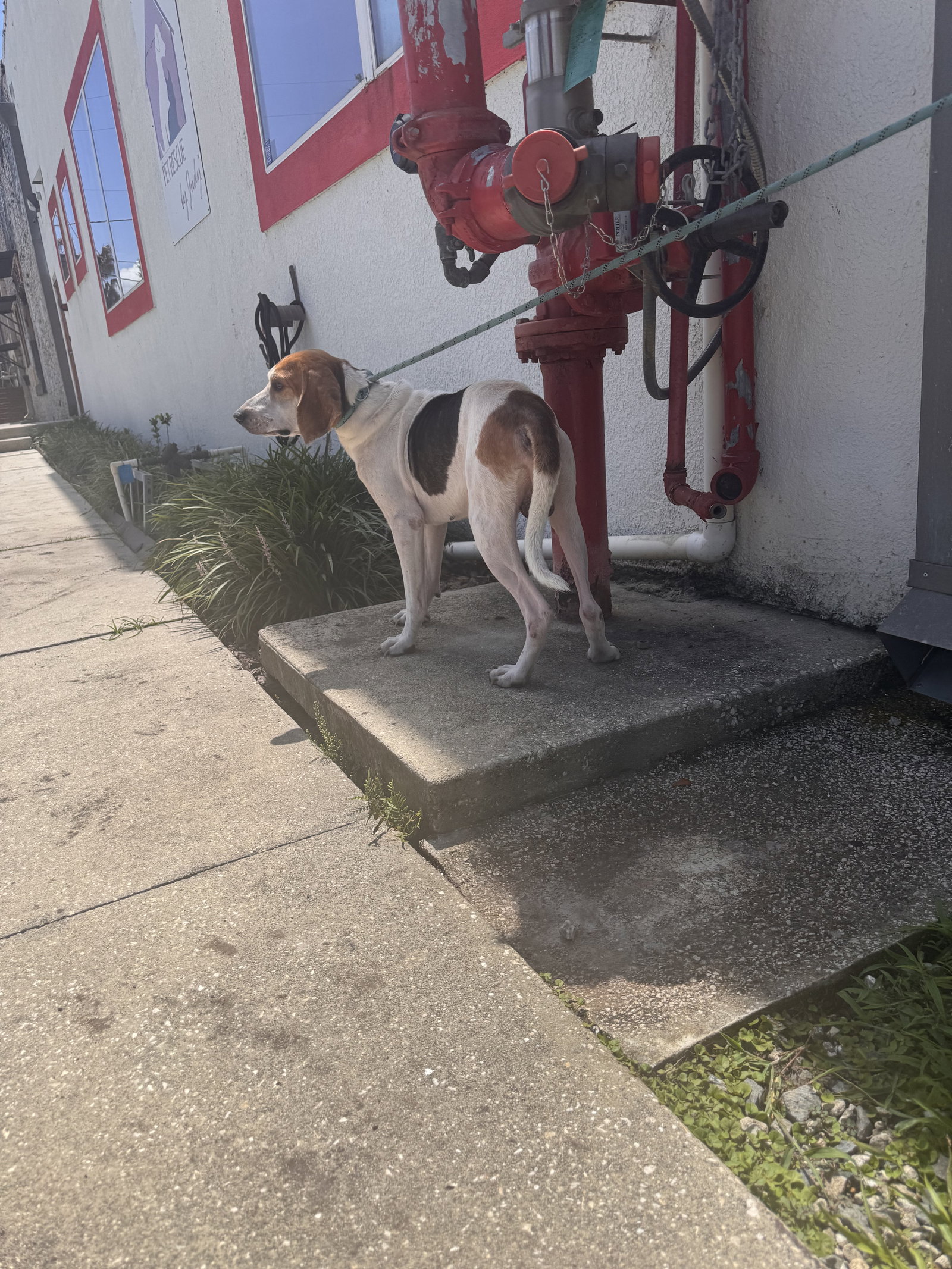 Wyatt, photo 9
