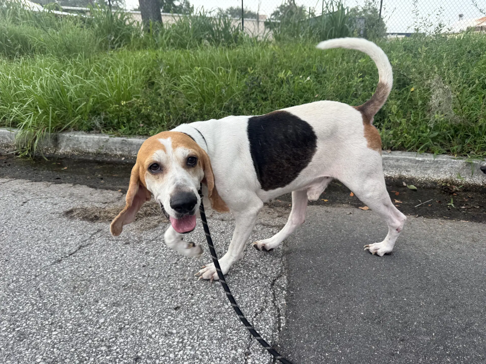 Wyatt - Beagle