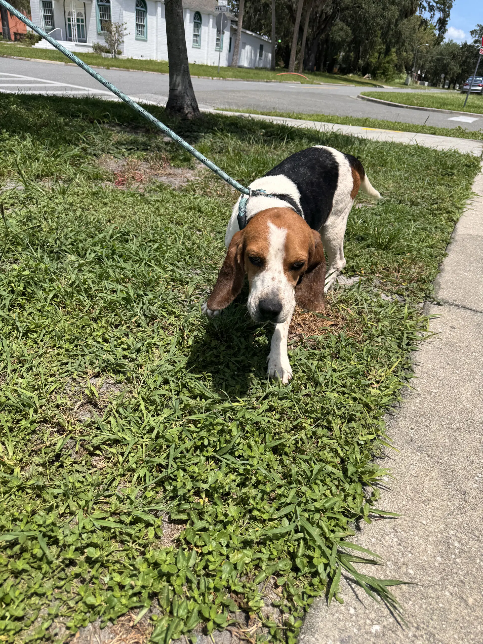 Waylon - Beagle