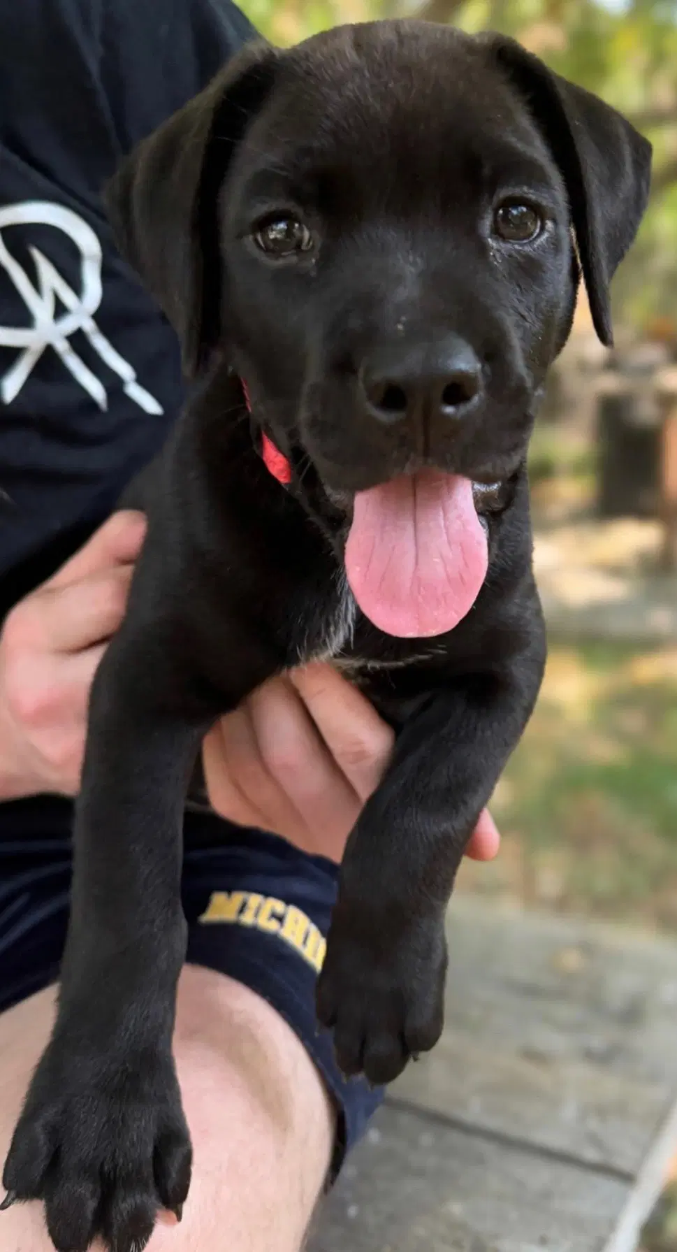 Mara - Labrador Retriever