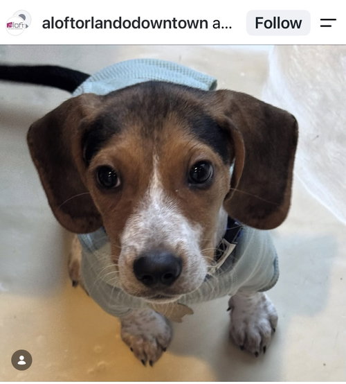 Copper *FH - Aloft Hotel DTO, an adoptable dog