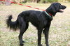 Joker the Setter