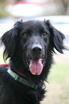 Joker the Setter