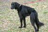Joker the Setter