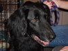 Joker the Setter