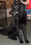 Joker the Setter