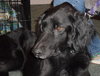 Joker the Setter