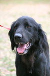 Jester the Setter
