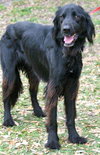 Jester the Setter