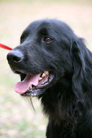 Jester the Setter