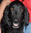 Jester the Setter