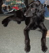 Jester the Setter