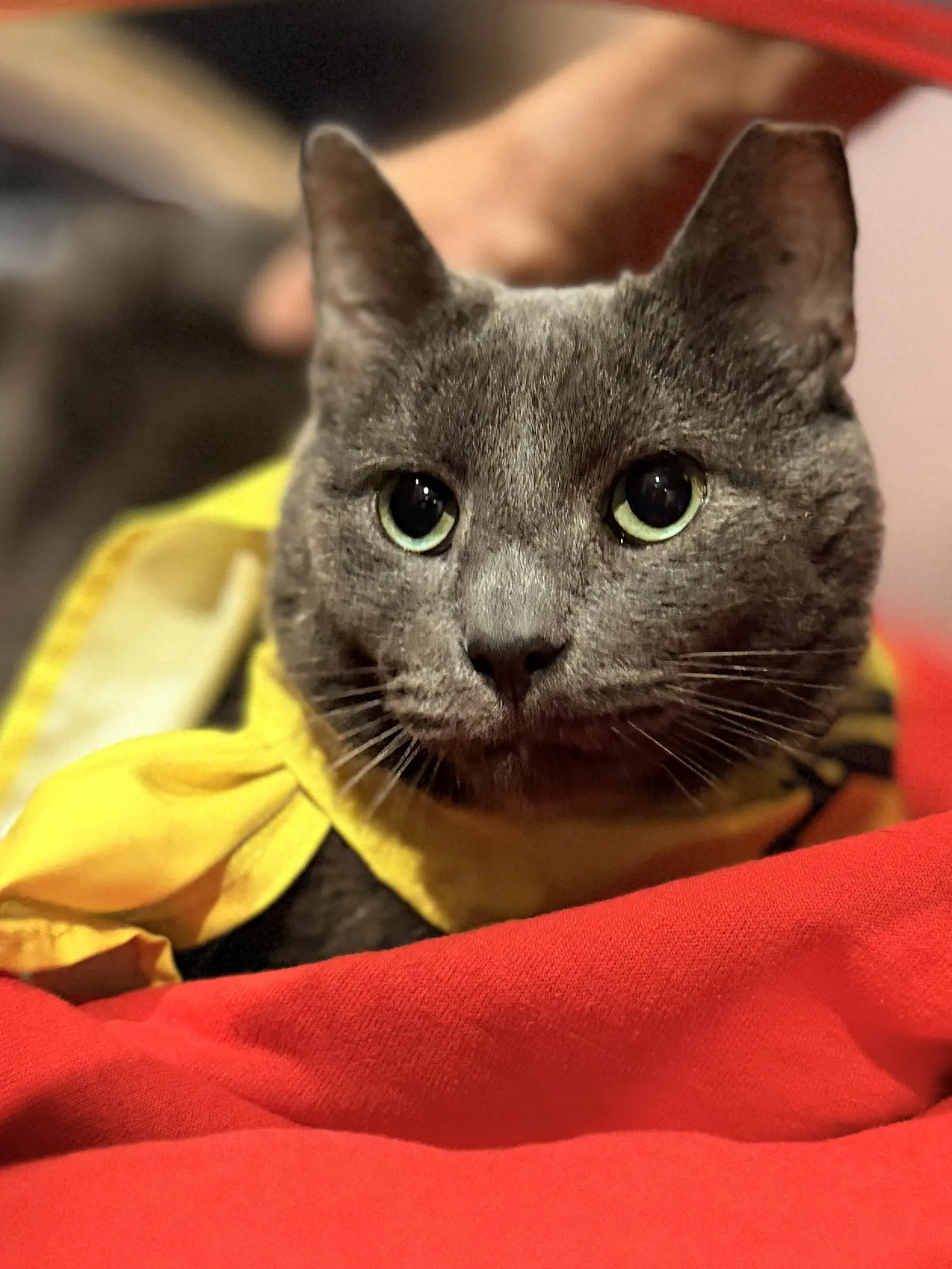 Richard - Domestic Short Hair