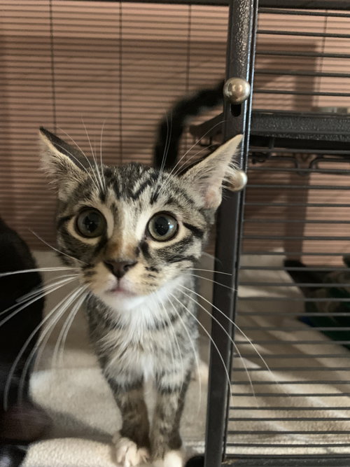 picture of the cat needing adoption