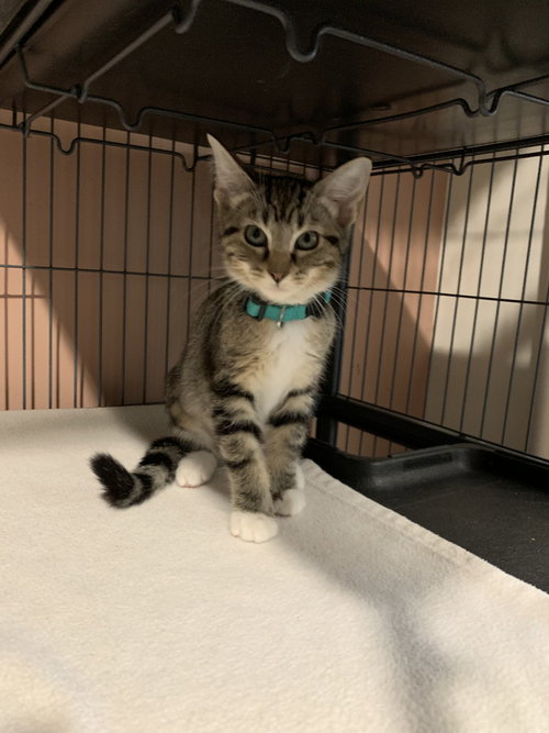 picture of the cat needing adoption