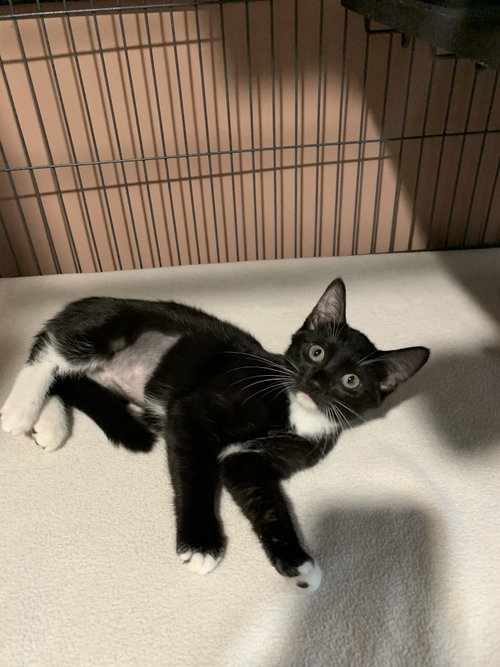 Madonna, a cat for adoption from Pet Rescue By Judy