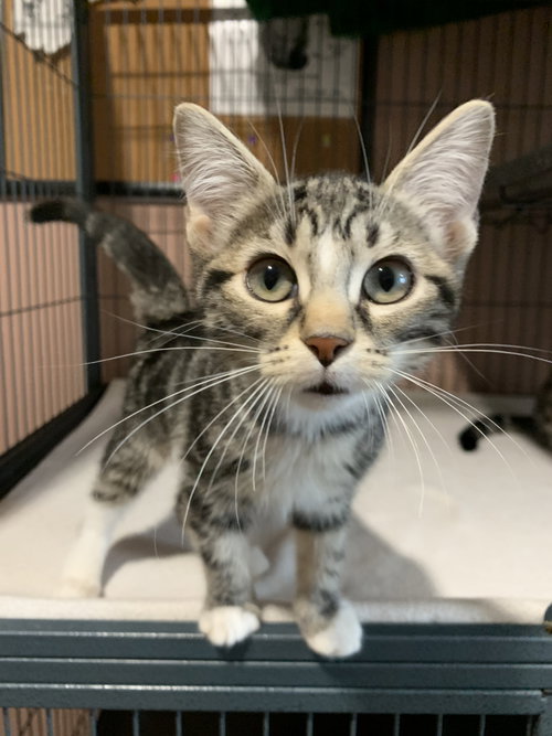 Patti, a cat for adoption from Pet Rescue By Judy