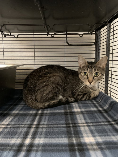 Cher, a cat for adoption from Pet Rescue By Judy