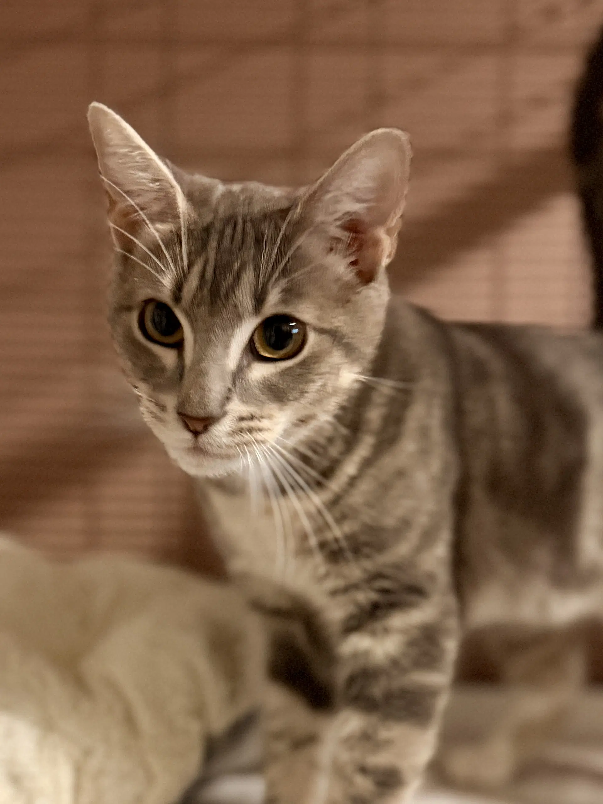 Lavender - Domestic Short Hair