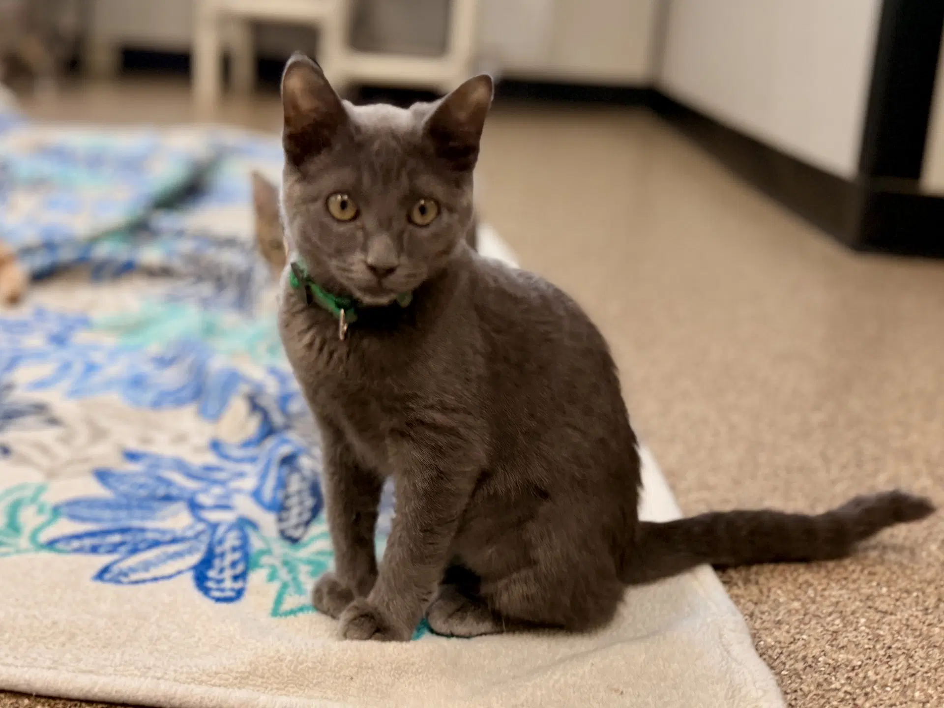 Cinderella - Domestic Short Hair