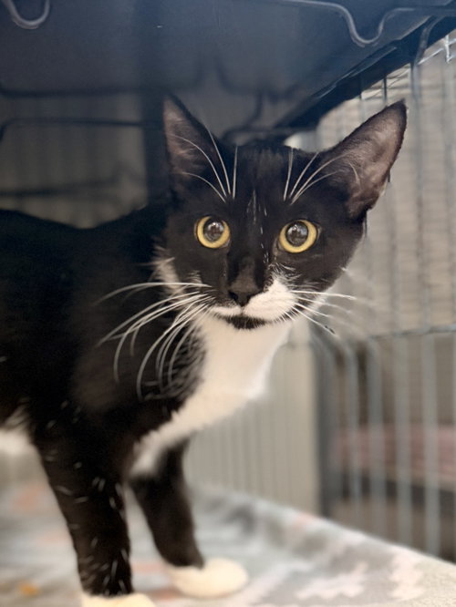 picture of the cat needing adoption