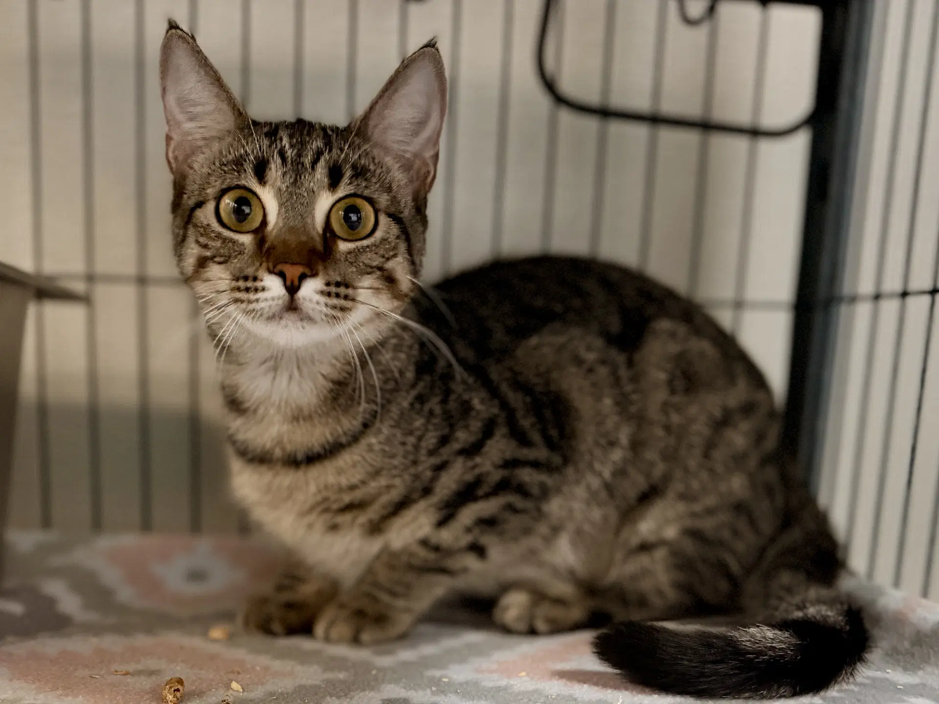 Mushroom - Domestic Short Hair