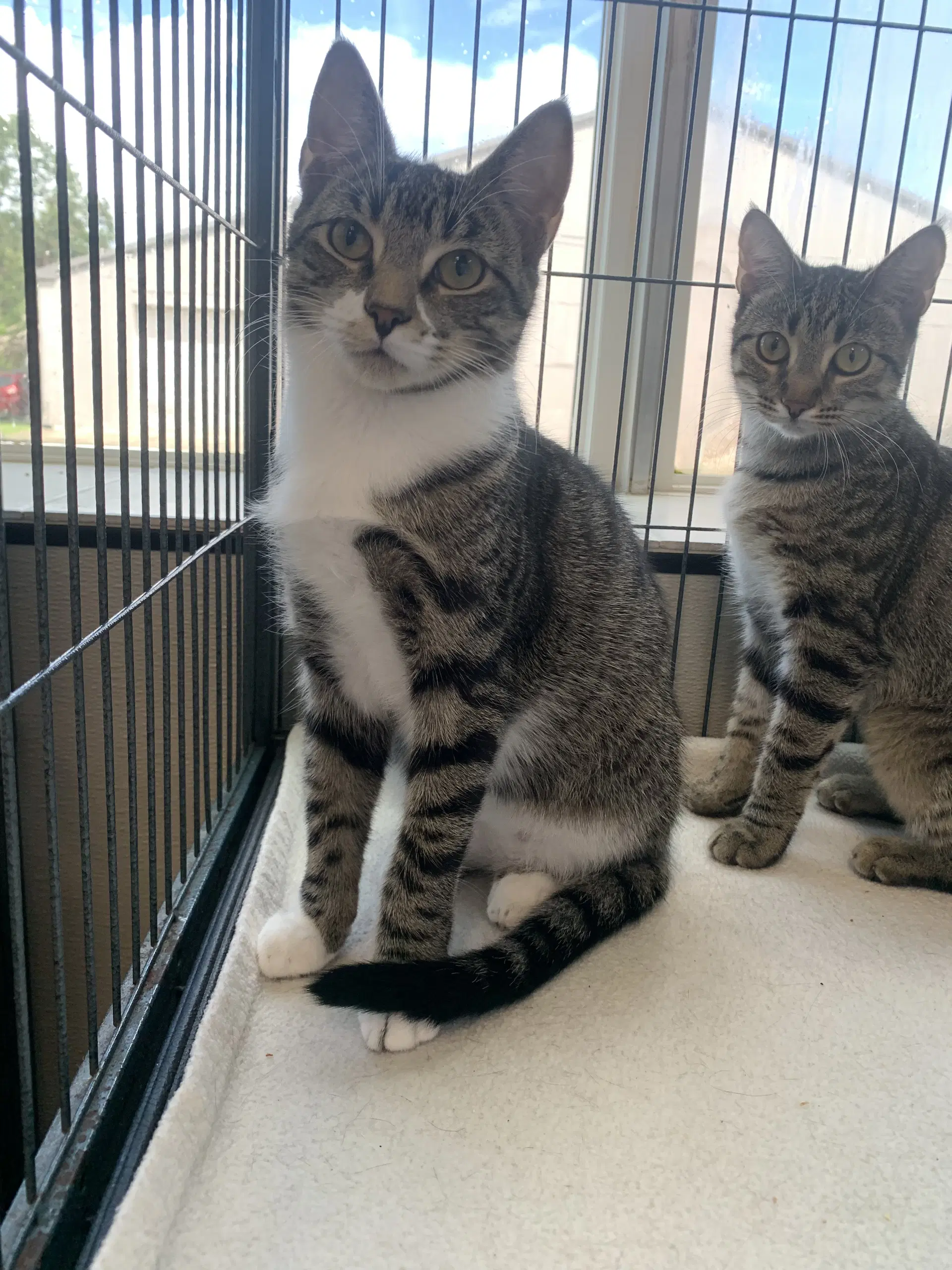 Pepperoni - Domestic Short Hair