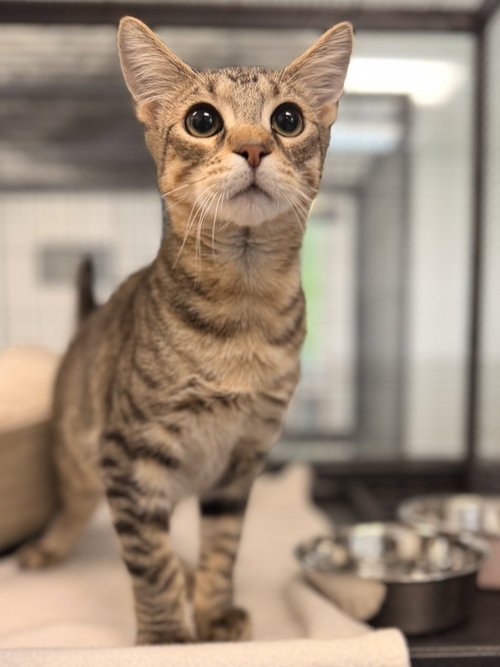 Oatmeal, a cat for adoption from Pet Rescue By Judy