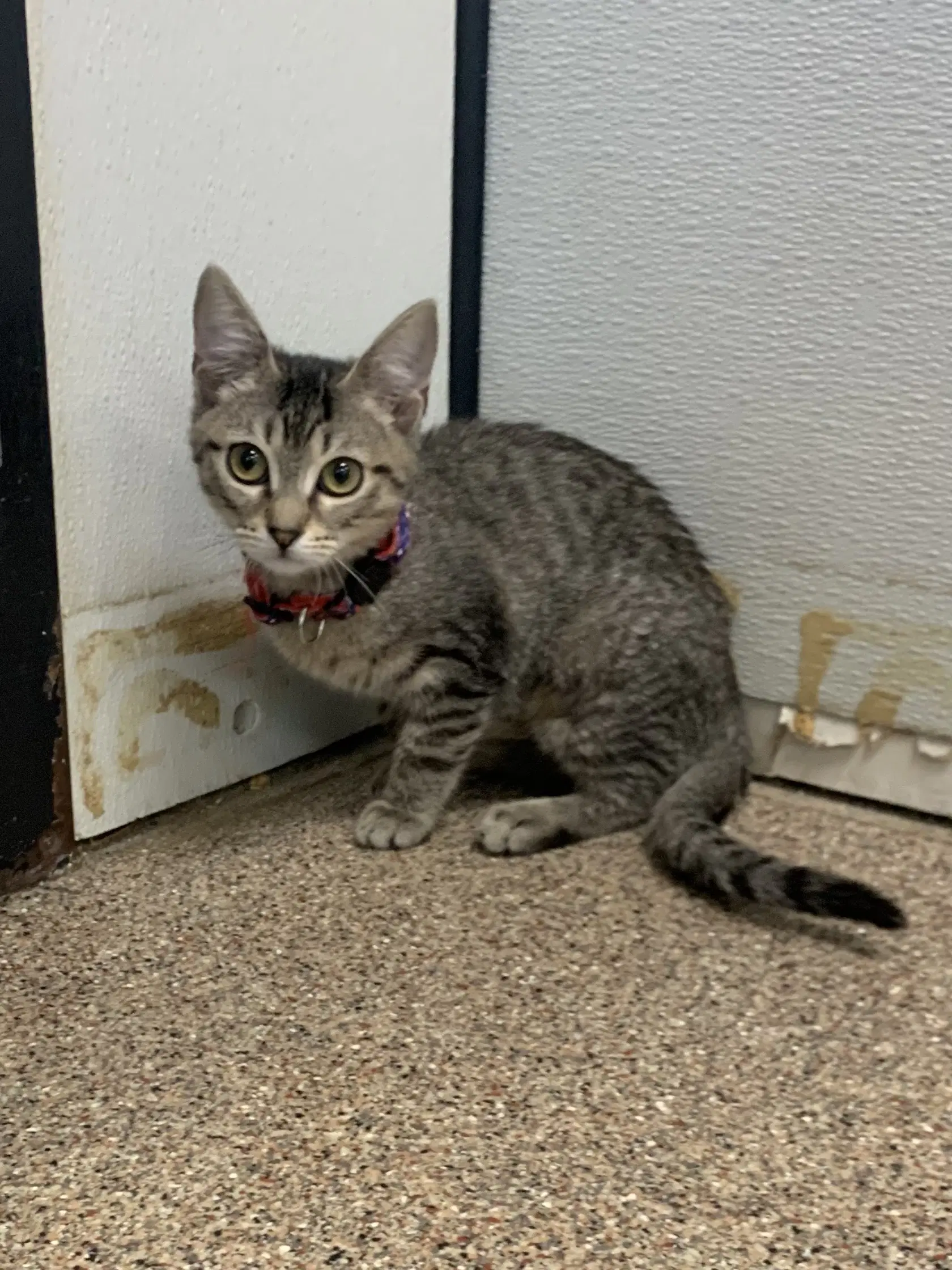 Raisin - Domestic Short Hair
