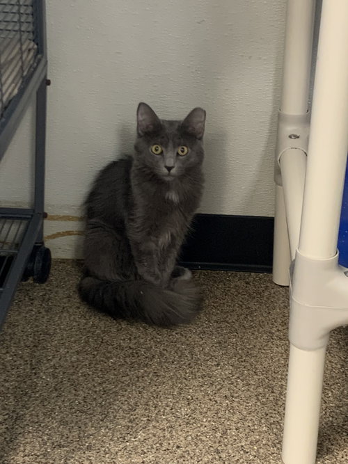 picture of the cat needing adoption