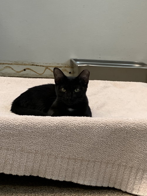 picture of the cat needing adoption