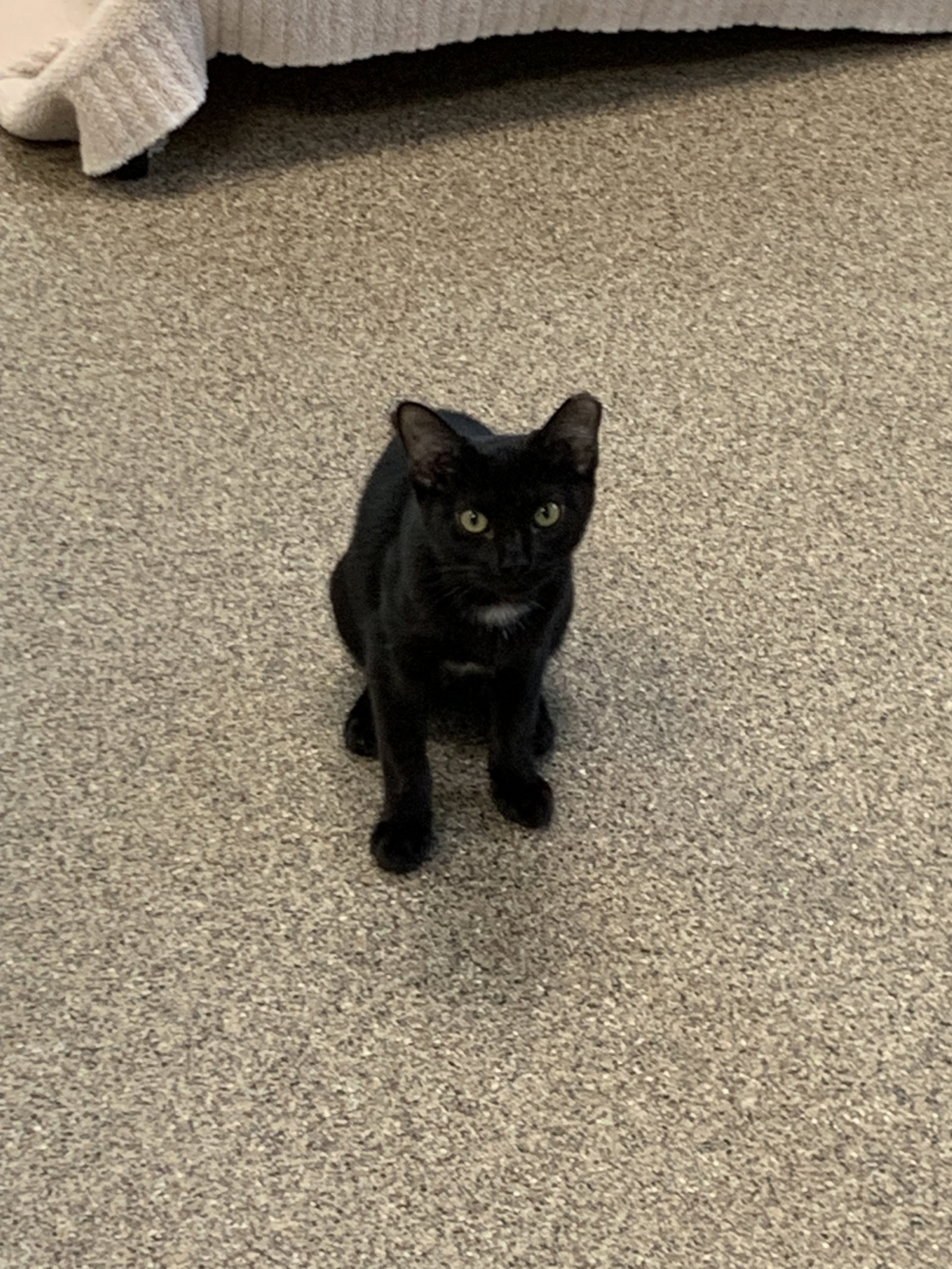 Blackie, photo 2