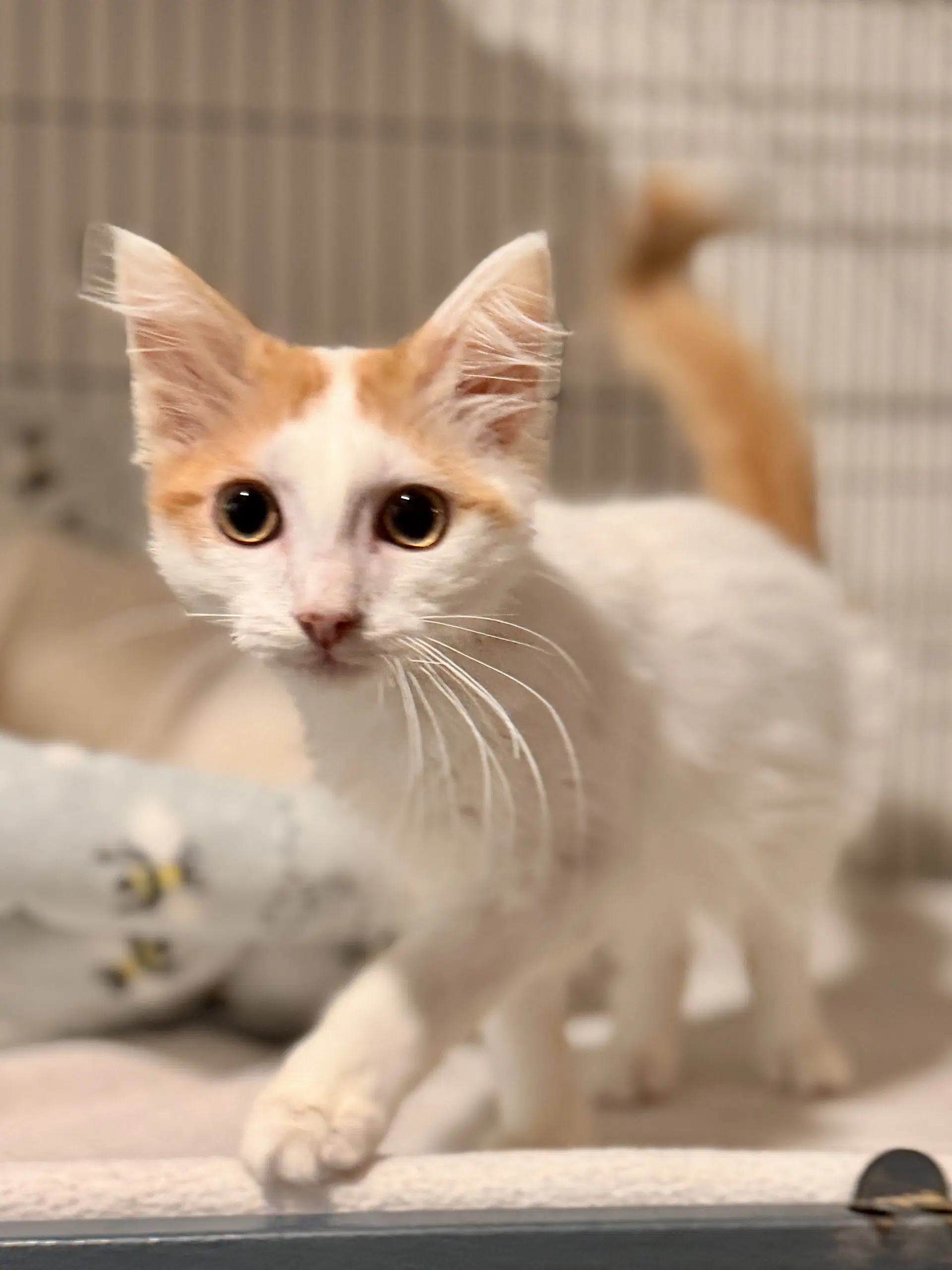 Duncan - Domestic Medium Hair