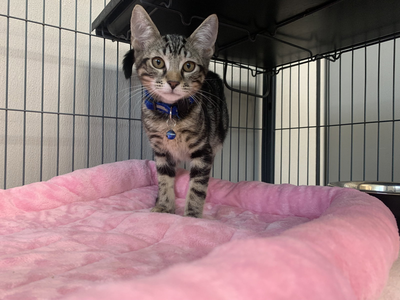 Luke, Domestic Short Hair