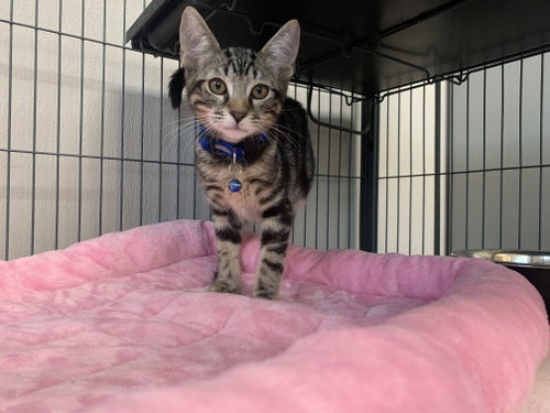Luke, a cat for adoption from Pet Rescue By Judy