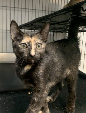 Leia, a cat for adoption from Pet Rescue By Judy