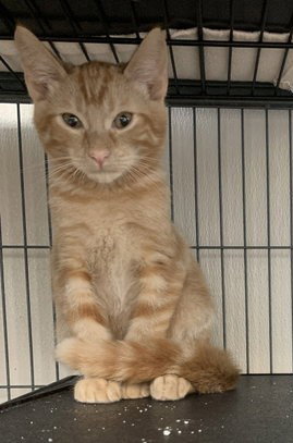 Han, Domestic Short Hair