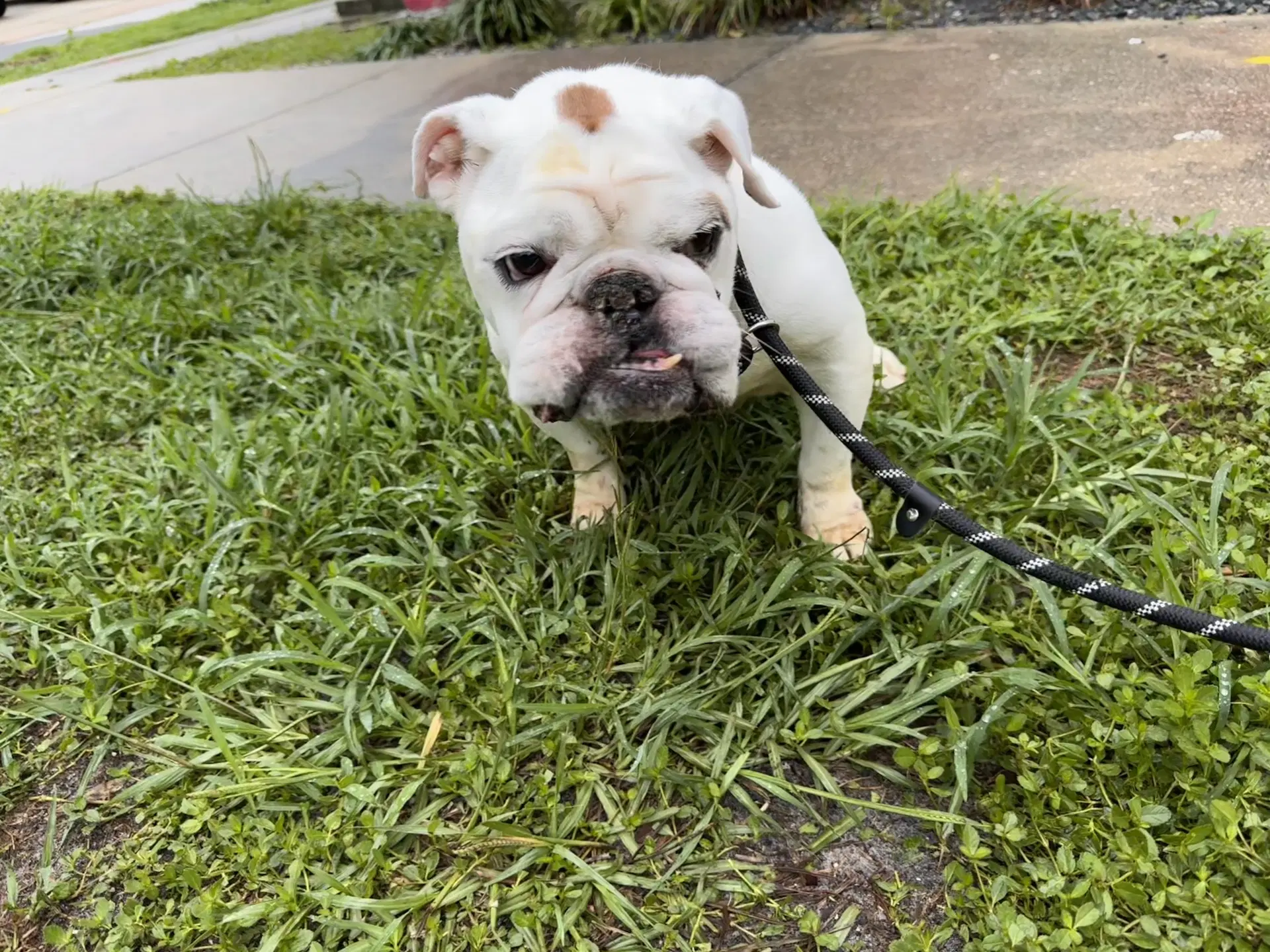 Princess Jazmyn - English Bulldog