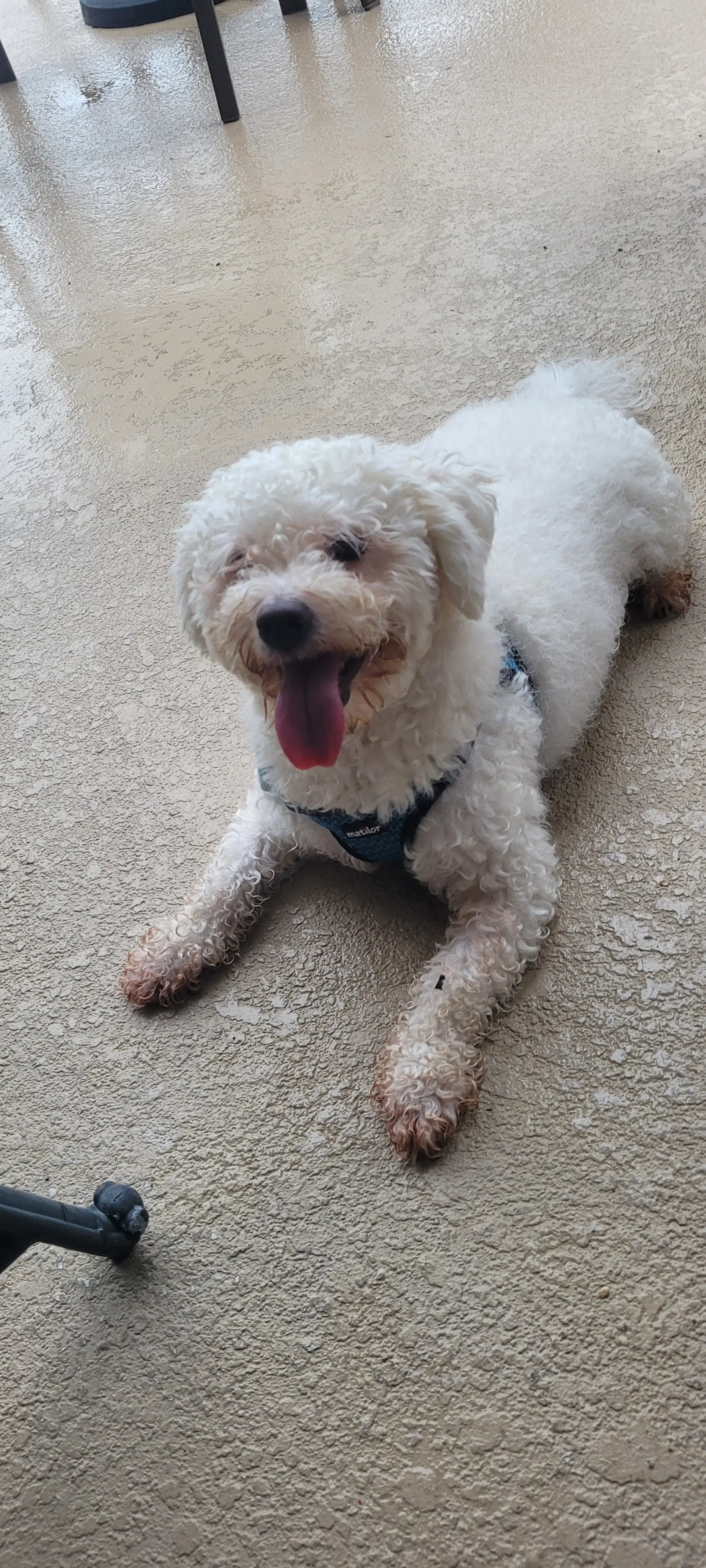 Tofu Fh - Bichon Frise