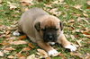 Narcissus the Boxer Puppy