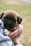 Narcissus the Boxer Puppy