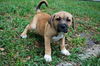 Narcissus the Boxer Puppy