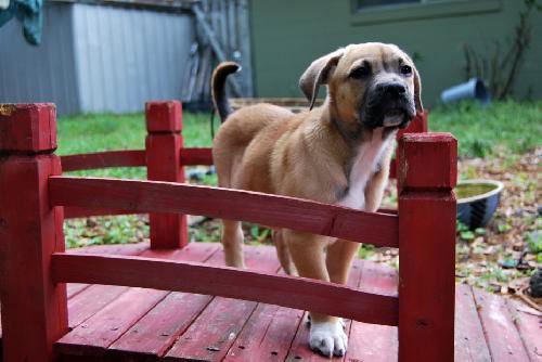 Narcissus the Boxer Puppy