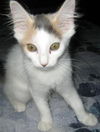 Patty