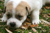 Evander the Boxer Puppy