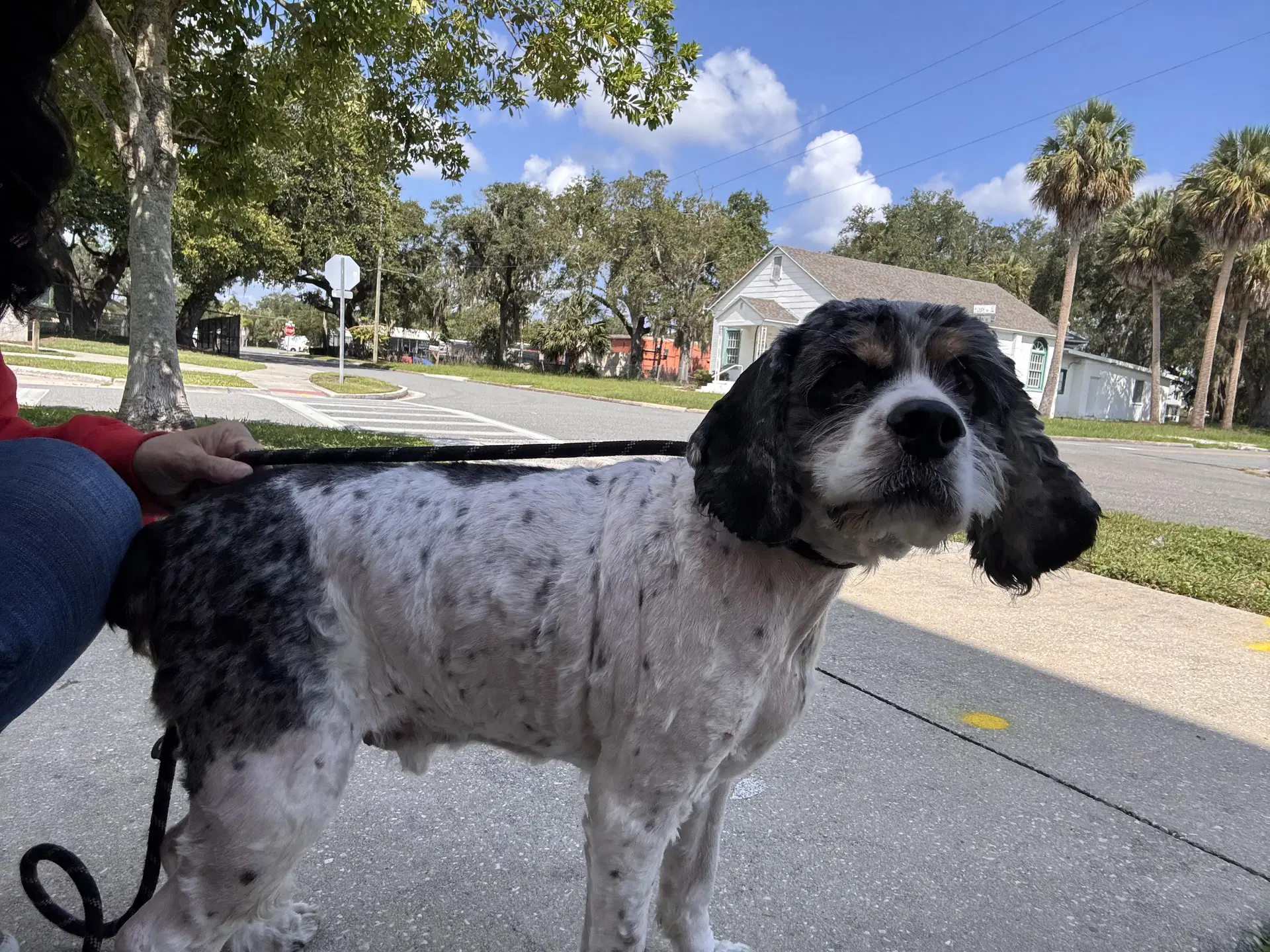 Charlie - Cocker Spaniel
