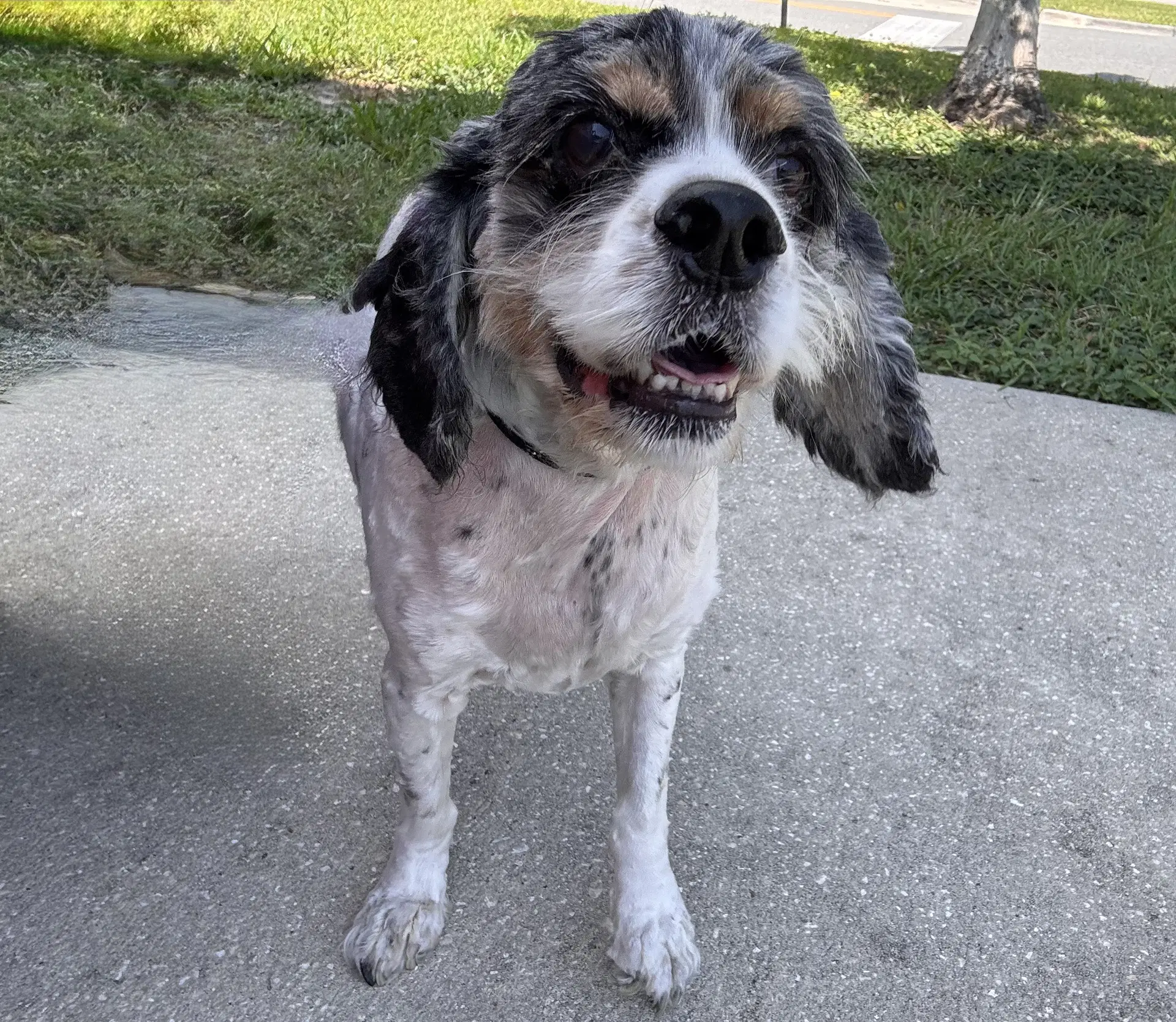 Charlie image 2