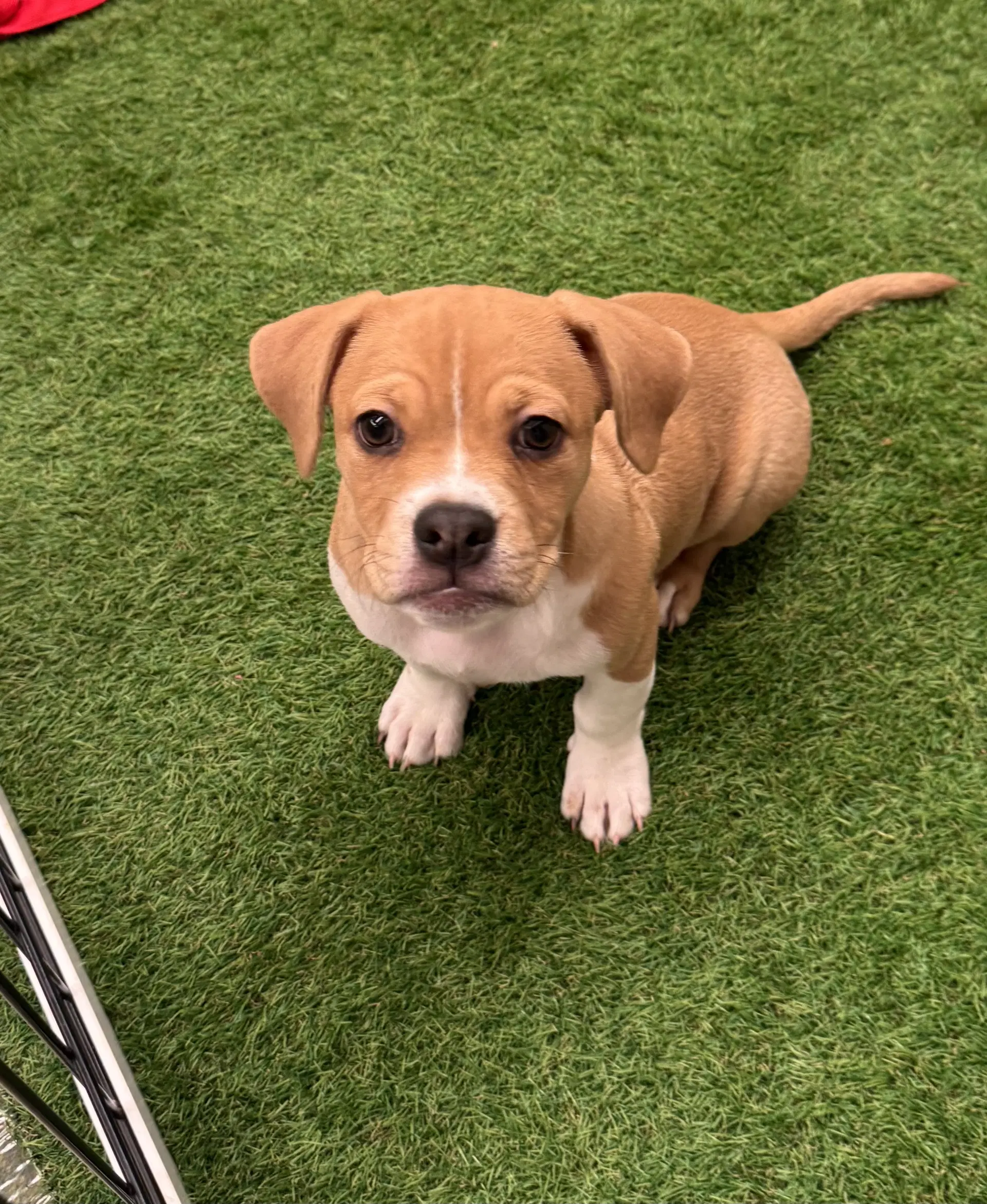 Chia - American Bulldog